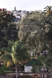 Image du Maroc Professionnelle de  Le sanctuaire du saint Sidi Bousmara est visité depuis longtemps par tous ceux qui sont atteint de la rage convergent vers ce lieu avec leurs offrandes et plante un clou sur l’arbre, ou sur le mur Est dans l’espoir d’une guérison. La légende raconte qu’un vieux pèlerin à la barbe blanche drapé de blanc frappa alors le sol avec son bâton et une source jaillit du sol. Il s’installe à Casablanca au milieu du cimetière et plante un caoutchouc qui devint rapidement gigantesque. Samedi 19 Février 2009. (Photo / Abdeljalil Bounhar)